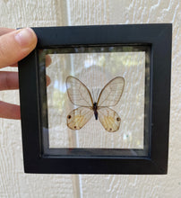 Load image into Gallery viewer, Haetera Piera Yellow Clear Wing Butterfly
