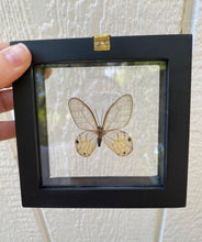 Load image into Gallery viewer, Haetera Piera Yellow Clear Wing Butterfly
