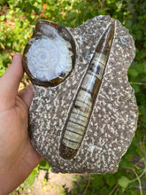 Load image into Gallery viewer, Fossil Ammonite &amp; Orthocerus
