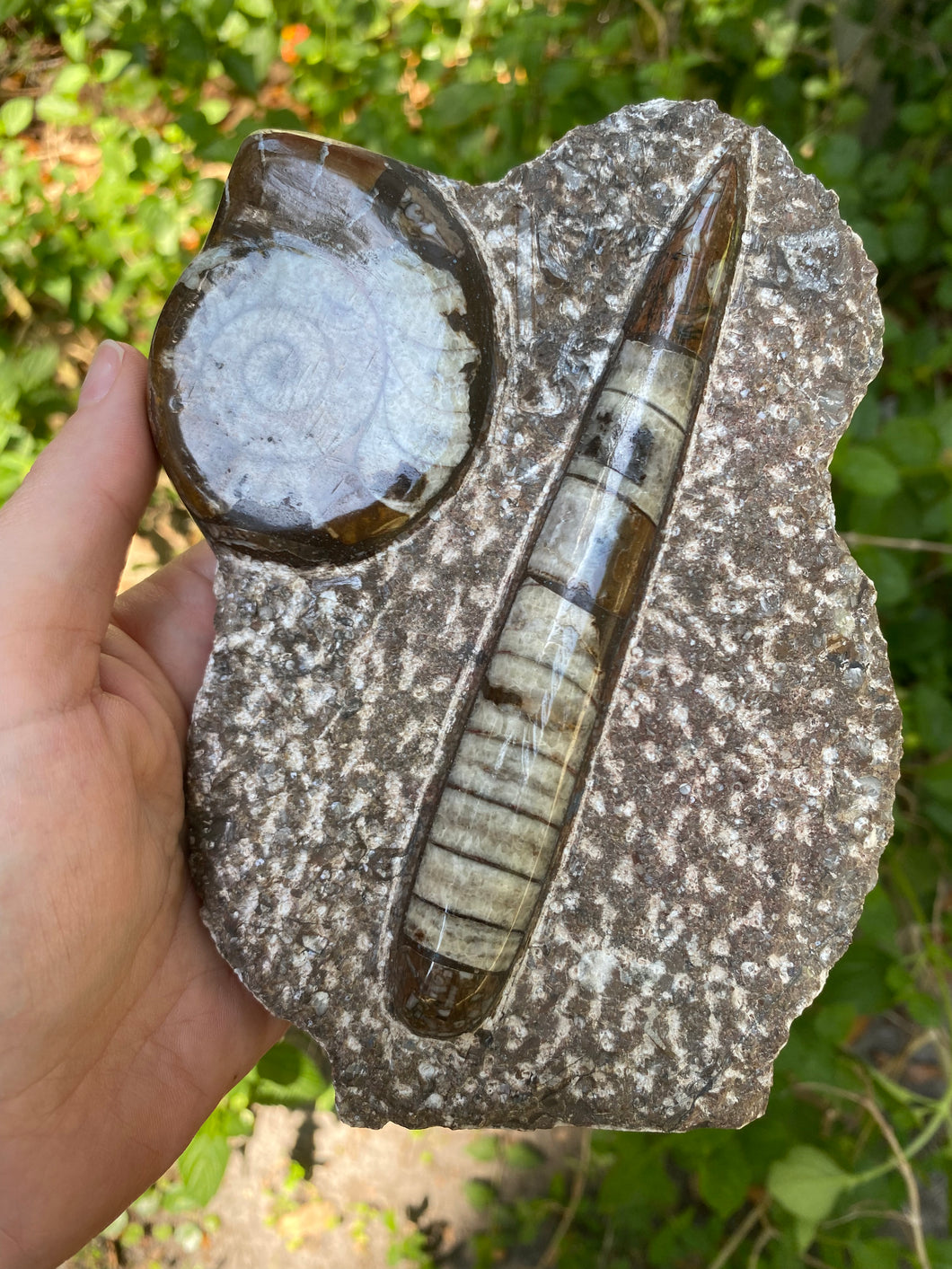 Fossil Ammonite & Orthocerus
