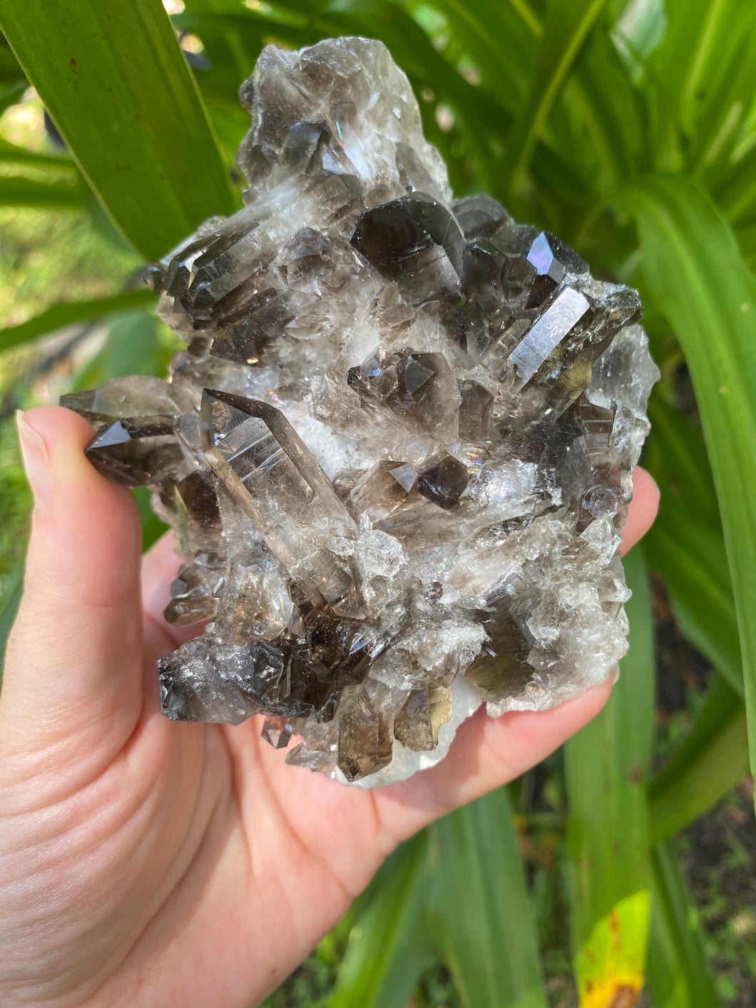 Smoky Quartz Cluster