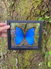 Load image into Gallery viewer, Blue Morpho Framed Butterfly
