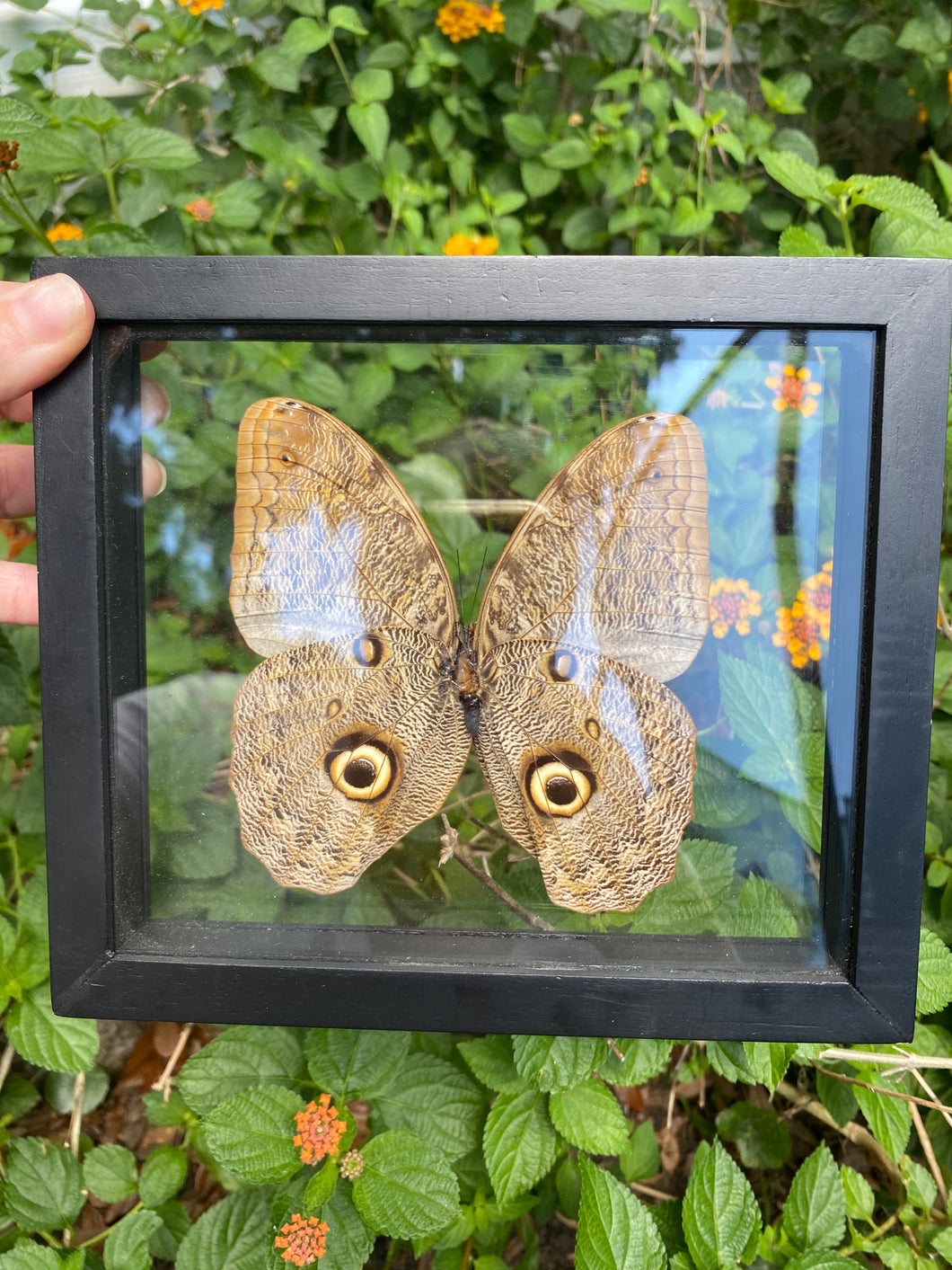 Owl Moth Butterfly Framed