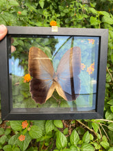 Load image into Gallery viewer, Owl Moth Butterfly Framed
