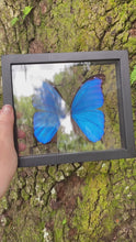 Load and play video in Gallery viewer, Blue Morpho Framed Butterfly
