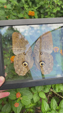 Load and play video in Gallery viewer, Owl Moth Butterfly Framed
