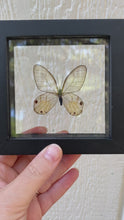 Load and play video in Gallery viewer, Haetera Piera Yellow Clear Wing Butterfly
