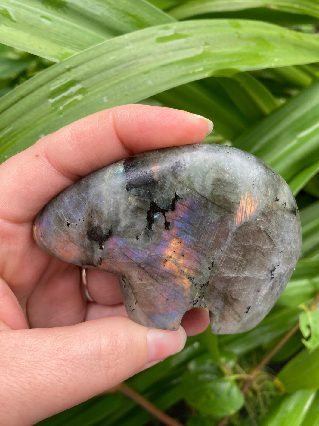 Labradorite Zuni Bear AAA Quality